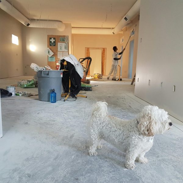 Interior renovation scene with a painter working and a dog in the foreground.